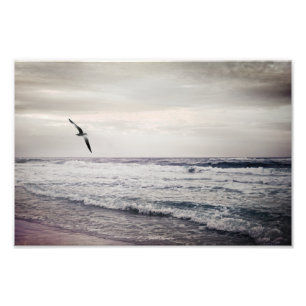 Foto Gaviota en aumento en la playa