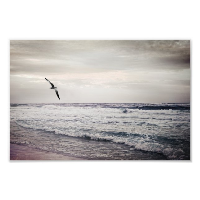 Foto Gaviota en aumento en la playa (Frente)