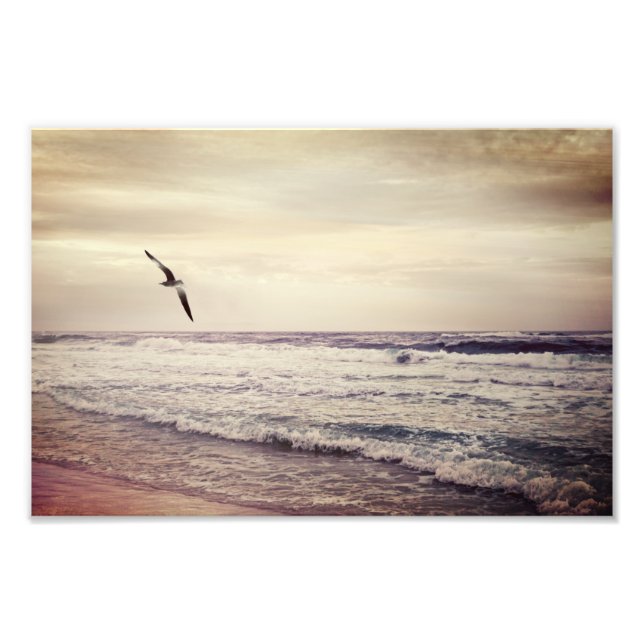 Foto Gaviota en aumento en Miramar Beach Florida (Frente)