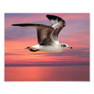 Foto Gaviota en hermoso vuelo