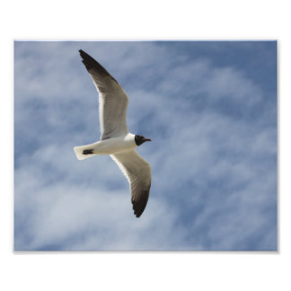 Foto Gaviota en vuelo