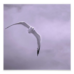 Foto Gaviota en vuelo en blanco y negro