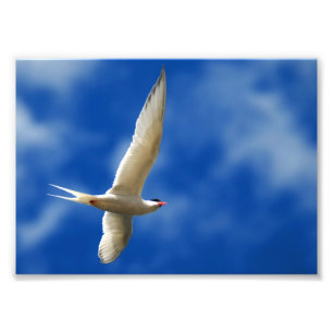 Foto Gaviota marina en alza