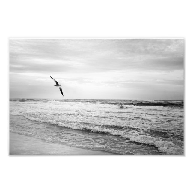 Foto Gaviota que crece en el océano blanco y negro (Frente)