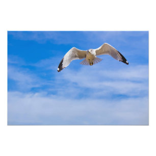 Foto Gaviota volando alto contra un cielo azul