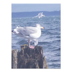 Foto Gaviotas en Port Townsend