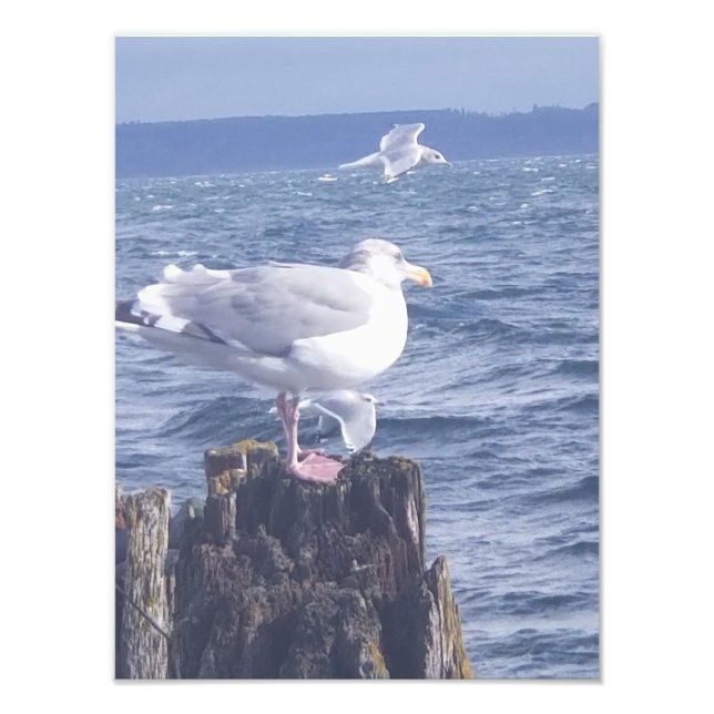 Foto Gaviotas en Port Townsend (Frente)