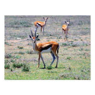 Foto Gazelles en los llanos