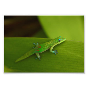 Foto Gecko del día del polvo de oro