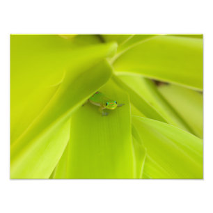 Foto Gecko del Día del Polvo Oro
