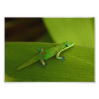 Gecko del Día del Polvo Oro