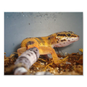 Foto Gecko del leopardo