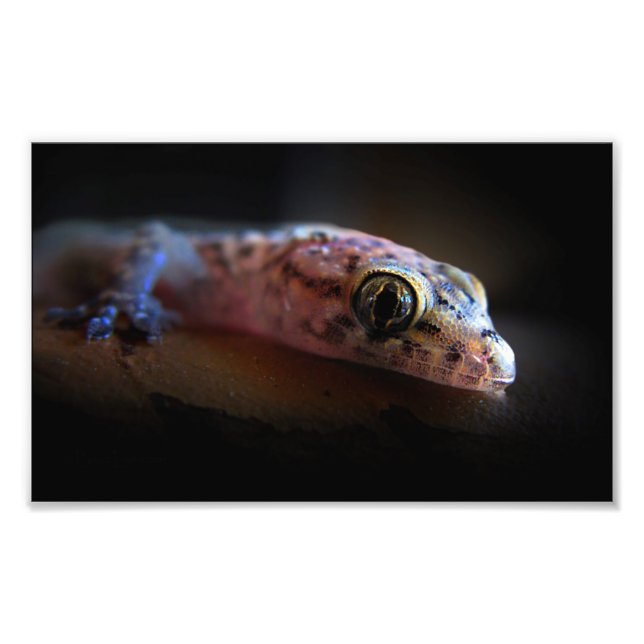 Foto Gecko Lizard (Frente)
