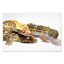 Geckos