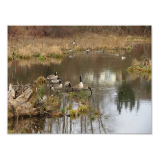 Foto Geese canadiense