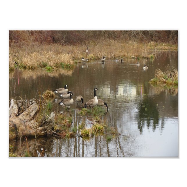 Foto Geese canadiense (Frente)