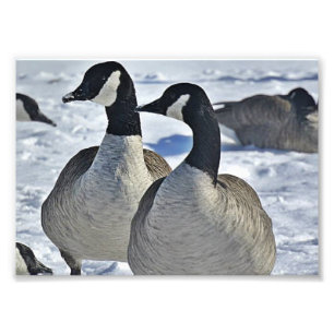 Foto Geese canadiense en invierno