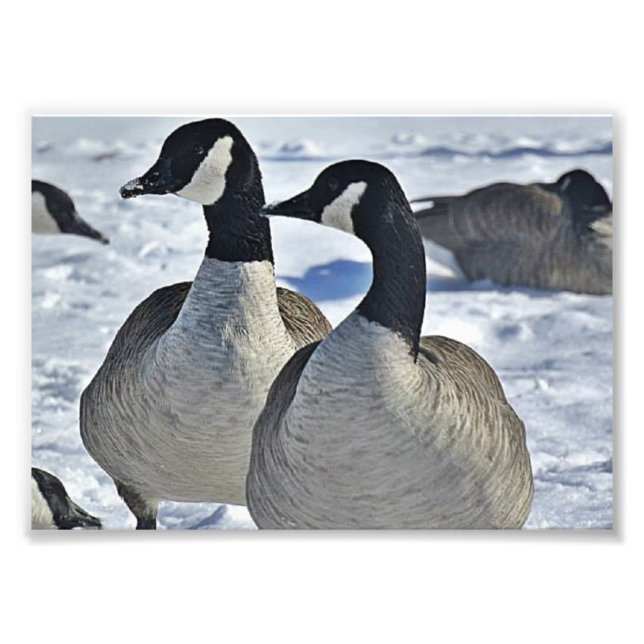 Foto Geese canadiense en invierno (Frente)