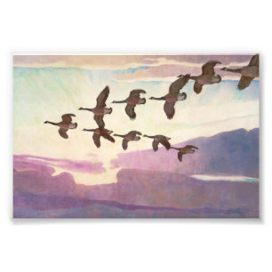 Foto Geese canadiense en primavera por Newell Convers W