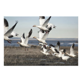 Foto Geese de nieve voladora
