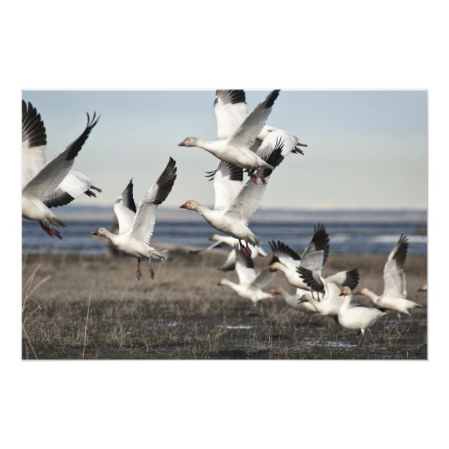 Foto Geese de nieve voladora (Frente)