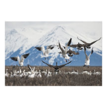 Geese dispersivo