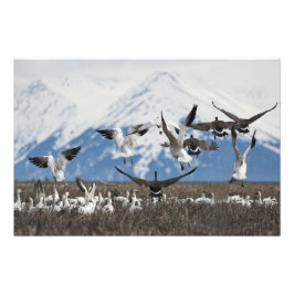 Foto Geese dispersivo