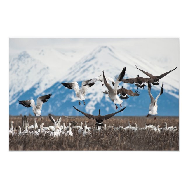 Foto Geese dispersivo (Frente)