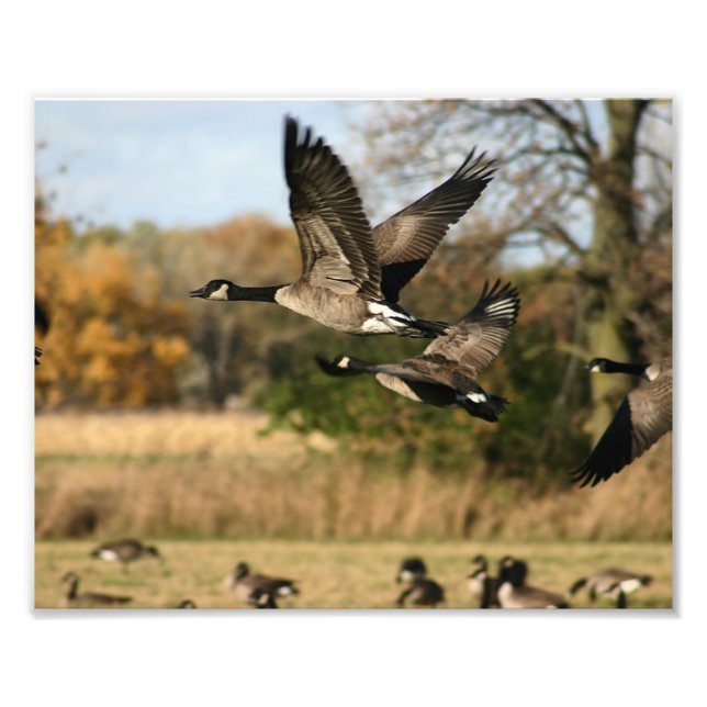 Foto Geese en el vuelo de otoño (Frente)