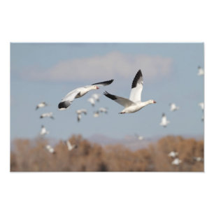 Foto Geese en los cielos de Bosque