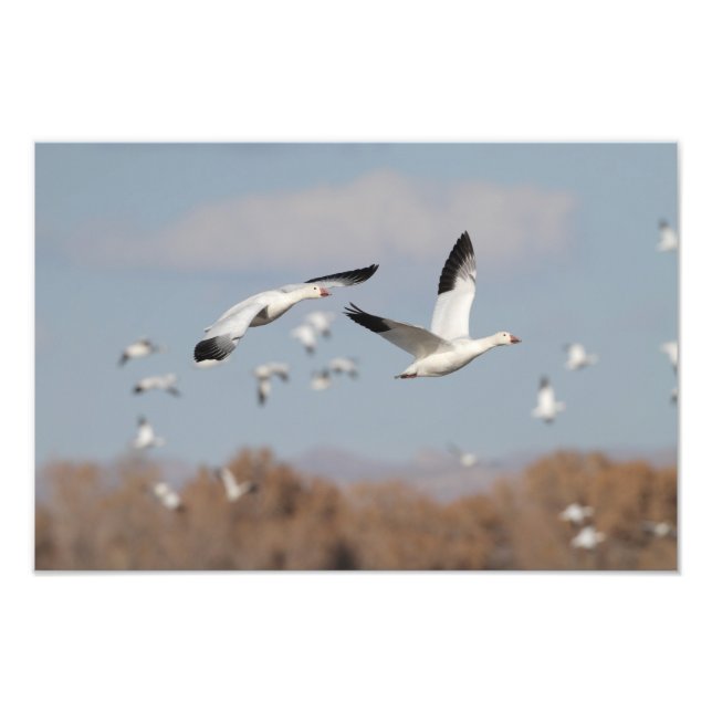 Foto Geese en los cielos de Bosque (Frente)