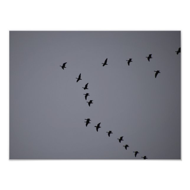 Foto Geese salvaje (Frente)