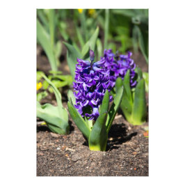 Foto Geocinth azul en primavera