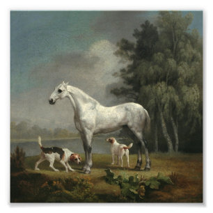 Foto George Stubbs - Un Cazador gris de manzana