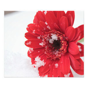 Foto Gerbera