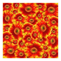 Gerbera Daisies, amarilla y Naranja