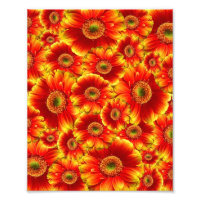 Gerbera Daisies, amarilla y Naranja