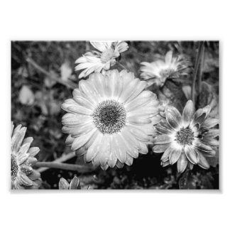 Foto Gerbera Daisy Fotografía en blanco y negro