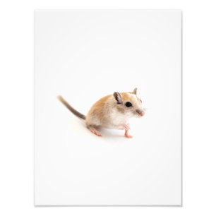 Foto Gerbil Cute Baby Animal Mascota Gerbils Plantilla