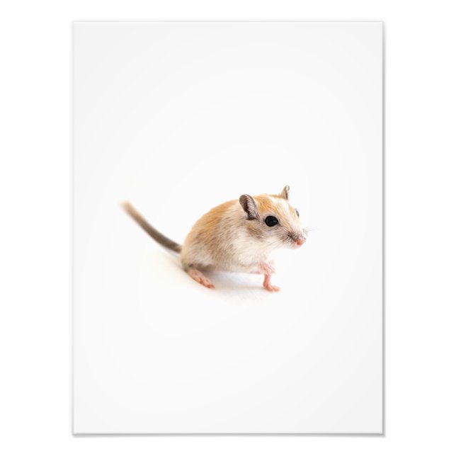 Foto Gerbil Cute Baby Animal Mascota Gerbils Plantilla (Frente)