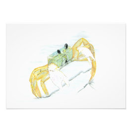 Foto Ghost Crab 