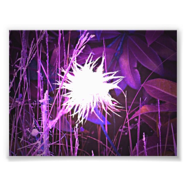 Foto Ghostly Plant Purple (Frente)