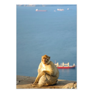 Foto Gibraltar Barbary ape
