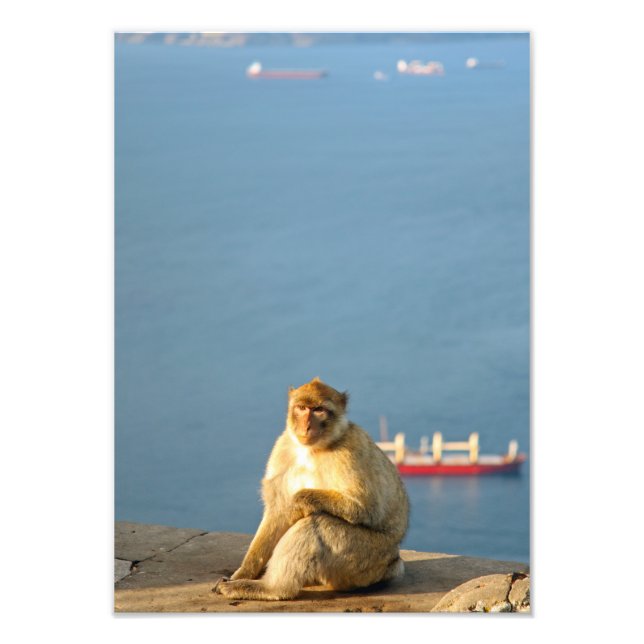 Foto Gibraltar Barbary ape (Frente)