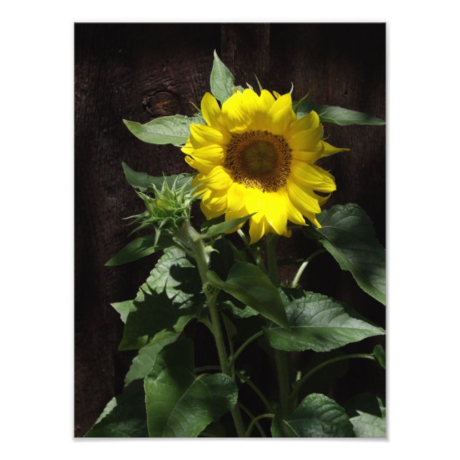 Foto Gigante de diseño girasol amarillo en cerca oscuro (Frente)