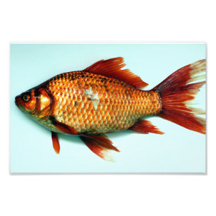 Foto Gigante pez dorado