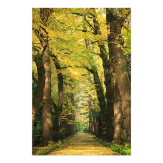 Foto Ginkgo Biloba
