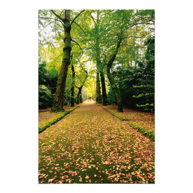 Foto Ginkgo Biloba (Frente)