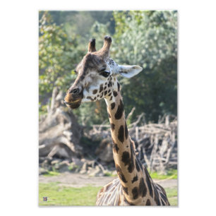 Foto Giraffe