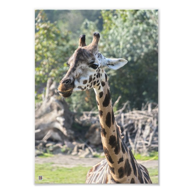 Foto Giraffe (Frente)